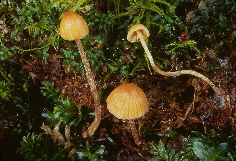 Galerina species